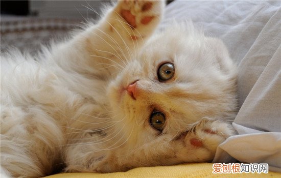 猫呜呜呜声叫什么意思 猫呜呜呜声叫正常吗