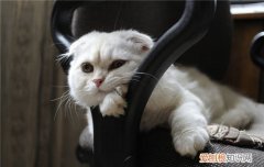 猫呜呜呜声叫什么意思 猫呜呜呜声叫正常吗