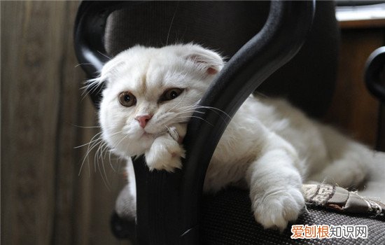 猫呜呜呜声叫什么意思 猫呜呜呜声叫正常吗