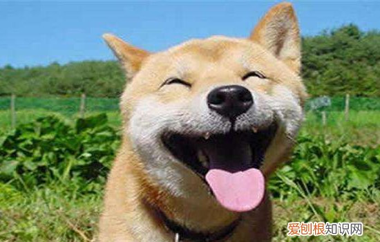 秋田犬可以养吗 禁止饲养的城市要注意哦！