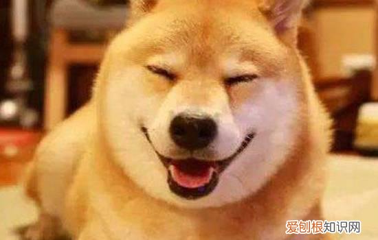秋田犬缺点 看完你还想养秋田犬吗?