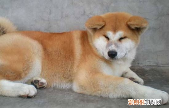 秋田犬缺点 看完你还想养秋田犬吗?