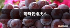葡萄栽培技术，葡萄怎么种