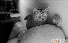 英短蓝猫不怕冷 英国短毛猫怕冷吗？,英短怕冷吗,英短蓝猫怕冷吗