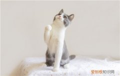 为什么英短小猫一直叫 英国短毛猫一直叫,为什么英短一直叫,为什么一岁的英短一直叫