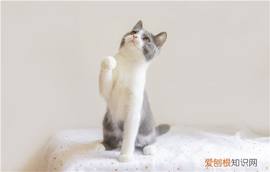 为什么英短小猫一直叫 英国短毛猫一直叫,为什么英短一直叫,为什么一岁的英短一直叫