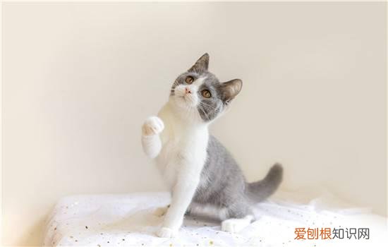 为什么英短小猫一直叫 英国短毛猫一直叫,为什么英短一直叫,为什么一岁的英短一直叫