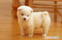 狗狗干呕吐白色粘液大便正常 小狗拉白色的便便还吐