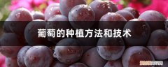 葡萄的种植方法和技术，葡萄怎么种植