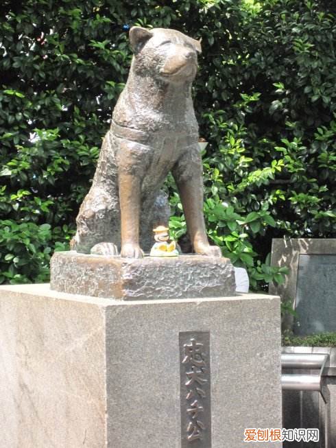 秋田犬为什么不捡球 忠犬八公的故事你知道吗