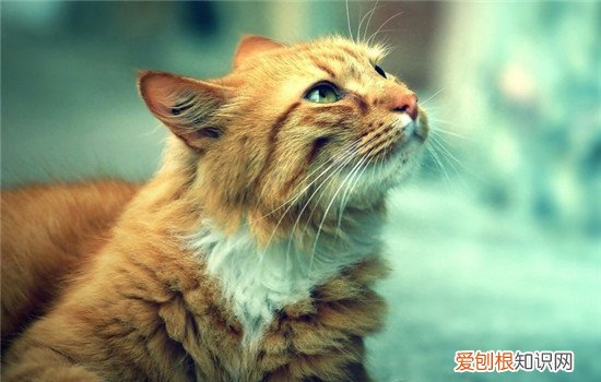 猫拉完屎疯跑是为什么 你家的猫咪会乱跑吗