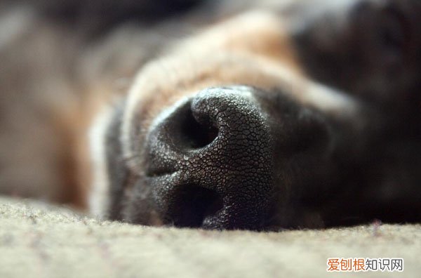 狗狗一直咳嗽打喷嚏怎么办 狗狗打喷嚏咳嗽怎么办