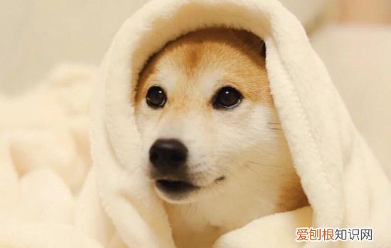 秋田犬有几种颜色 这几种你知道吗？