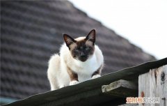 猫咪伤心的三种表现 最好多陪陪自己的猫咪