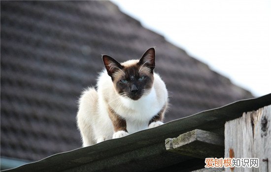 猫咪伤心的三种表现 最好多陪陪自己的猫咪