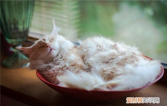 猫的睡姿代表什么 你家的猫咪喜欢怎样睡觉
