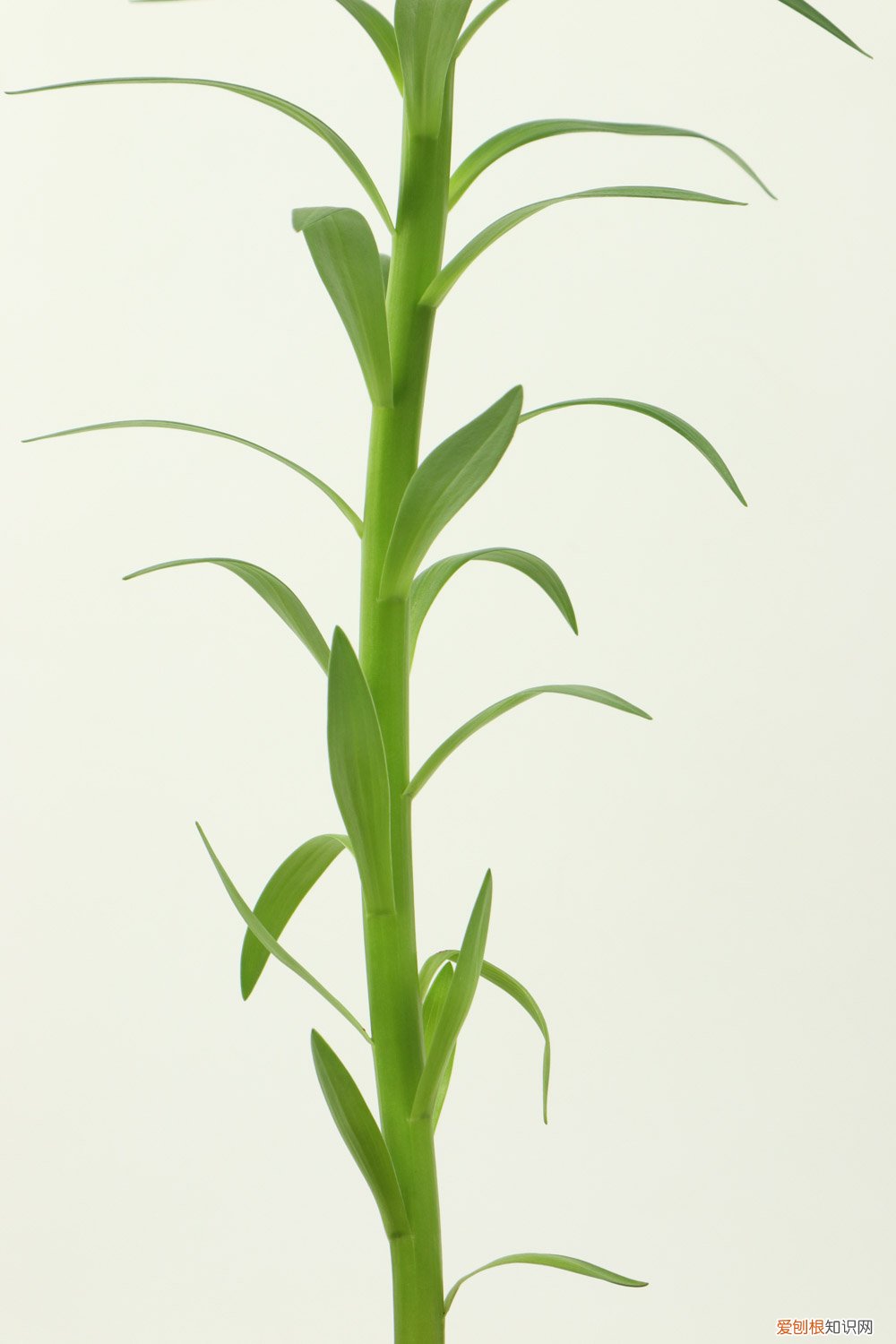 百合花该怎么养? 百合花怎么养，百合花图片
