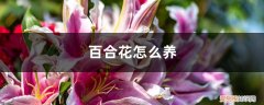 百合花该怎么养? 百合花怎么养，百合花图片