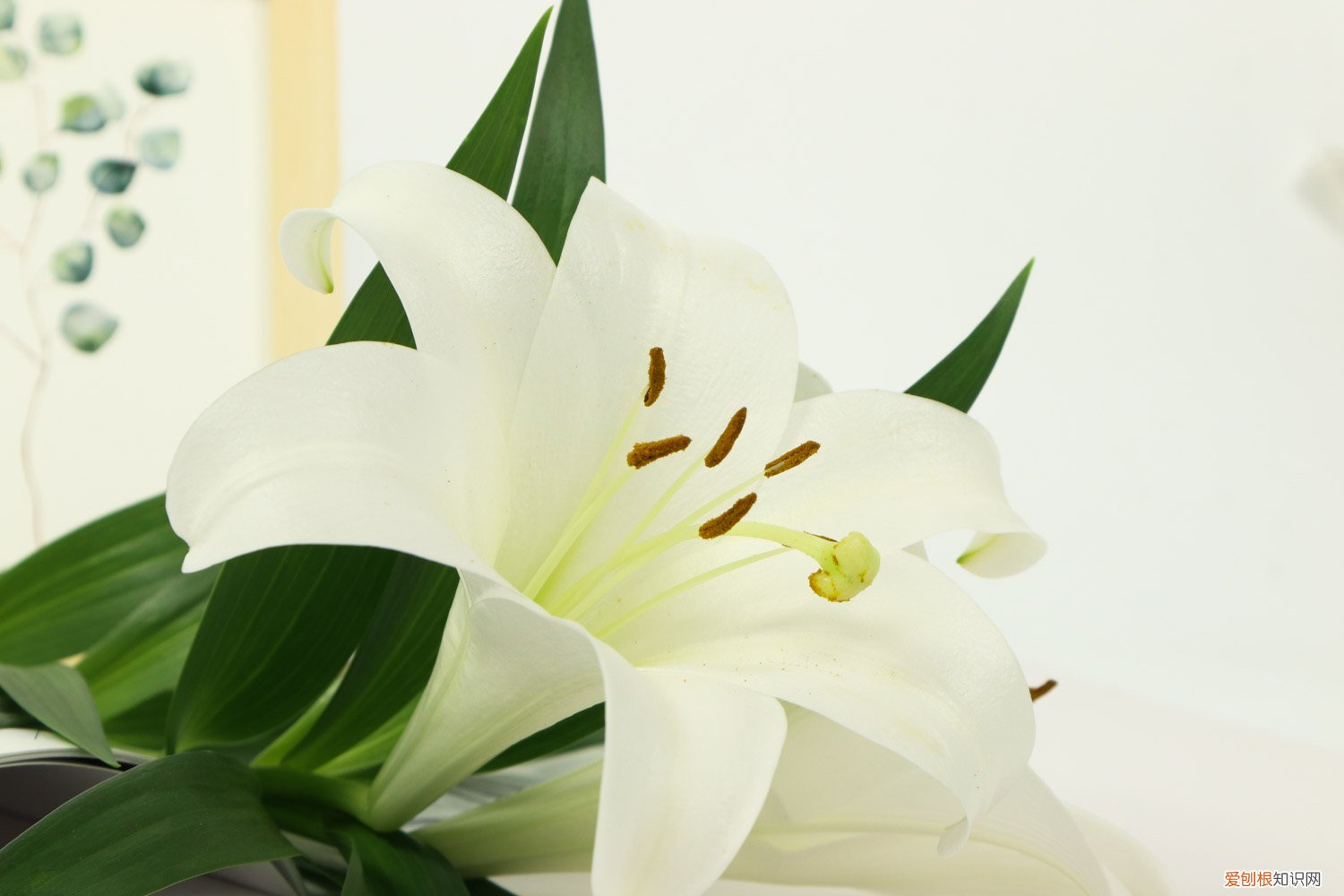 百合花该怎么养? 百合花怎么养，百合花图片