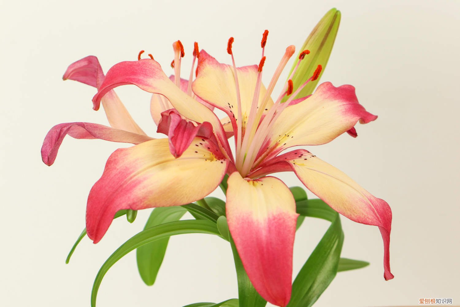 百合花该怎么养? 百合花怎么养，百合花图片