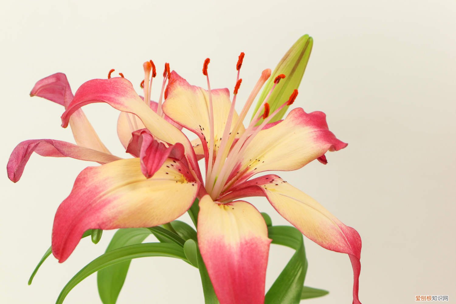 百合花该怎么养? 百合花怎么养，百合花图片