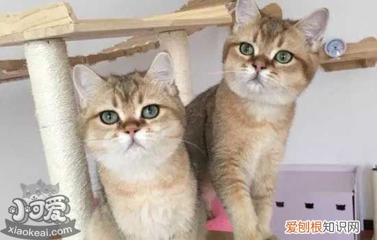 猫吃塑料袋是怎么回事 猫吃塑料袋是缺什么