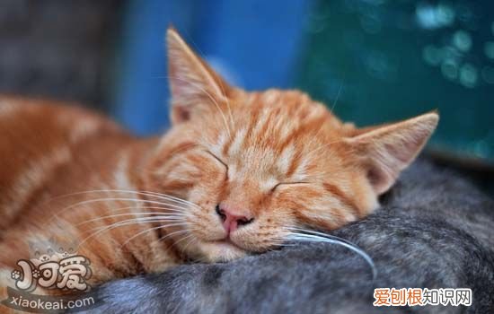 猫吃塑料袋是怎么回事 猫吃塑料袋是缺什么
