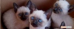 暹罗猫交配需要多长时间,猫交配时间多长时间,猫交配时间大概多长