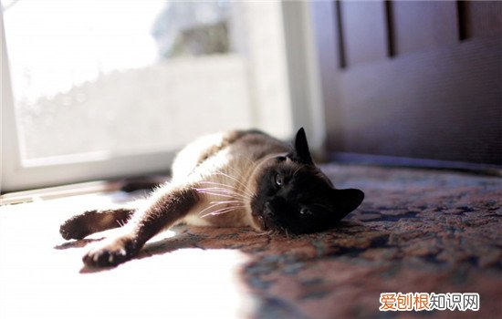 如何带猫坐车 带猫咪坐车要注意什么