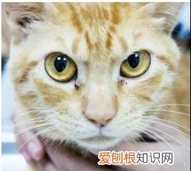 猫眼睛的分泌物怎么清理 清理猫眼有方法!