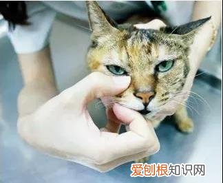 猫眼睛的分泌物怎么清理 清理猫眼有方法!