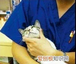 猫眼睛的分泌物怎么清理 清理猫眼有方法!