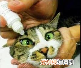 猫眼睛的分泌物怎么清理 清理猫眼有方法!