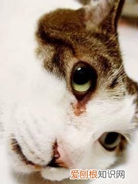 猫眼睛的分泌物怎么清理 清理猫眼有方法!