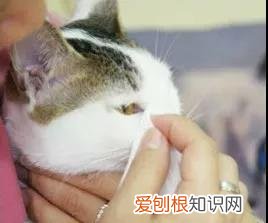 猫眼睛的分泌物怎么清理 清理猫眼有方法!