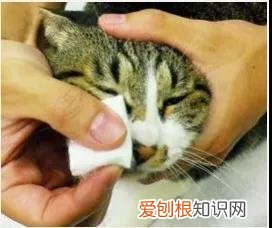 猫眼睛的分泌物怎么清理 清理猫眼有方法!