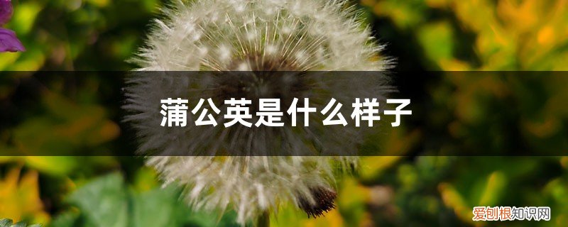 蒲公英什么样子图片大全 蒲公英是什么样子,蒲公英的图片