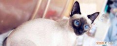 暹罗猫公猫发情的表现,暹罗猫公猫发情是什么样的,暹罗猫公猫发情时间