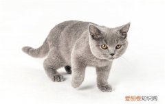英国短毛猫可以吃饭吗 英国短毛猫可以吃人的食物吗
