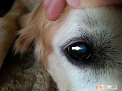 狗狗眼屎白色粘稠拉丝鼻头有点湿 狗狗眼屎白色粘稠