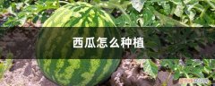西瓜有几种种植方法 西瓜怎么种植，西瓜的作用