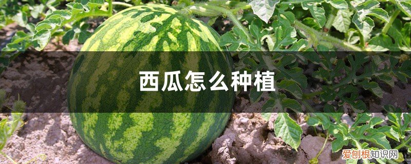 西瓜有几种种植方法 西瓜怎么种植，西瓜的作用
