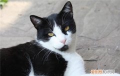 怎么预防猫咪黑下巴 预防猫咪黑下巴要做到这五点