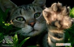 猫咪的爪子有什么作用 猫咪的爪子大解析