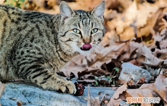 猫粮要怎么选 选择猫粮要看重这三点