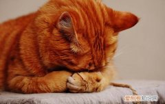 流浪母猫绝育后会被欺负吗? 绝育的猫在外面会被欺负吗,绝育的猫会被流浪猫欺负吗,