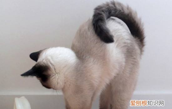 为什么猫要绝育手术,为什么很多人给猫做绝育,为什么都喜欢给猫做绝育