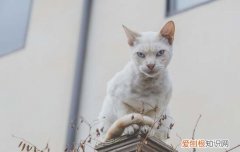 为什么猫要绝育手术,为什么很多人给猫做绝育,为什么都喜欢给猫做绝育