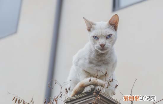 为什么猫要绝育手术,为什么很多人给猫做绝育,为什么都喜欢给猫做绝育