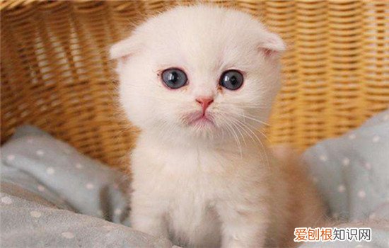 折耳猫耳朵是天生的吗 折耳猫有遗传病吗